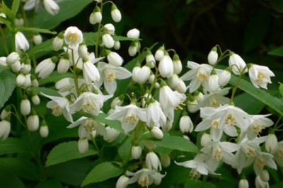 ���̍D���Ȏ�d��