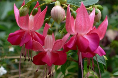 ���̍D���Ȏ�d��