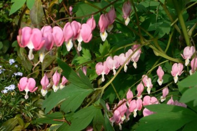 ���̍D���Ȏ�d��