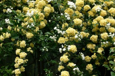 ���̍D���Ȏ�d��