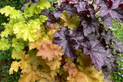 ���̍D���Ȏ�d��