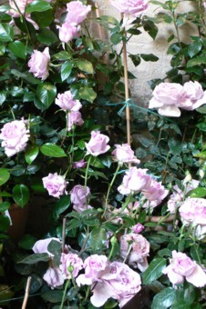 ���̍D���Ȏ�d��