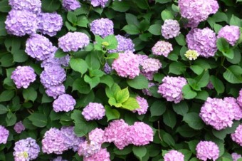 ���̍D���Ȏ�d��