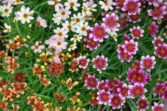 ���̍D���Ȏ�d��