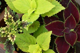 ���̍D���Ȏ�d��