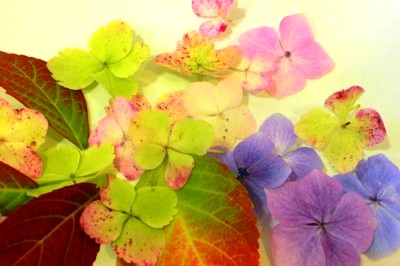 ���̍D���Ȏ�d��