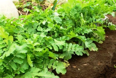 ���̍D���Ȏ�d��