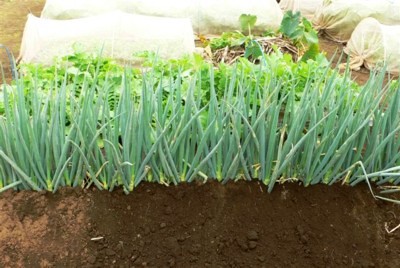 ���̍D���Ȏ�d��