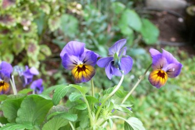 ���̍D���Ȏ�d��