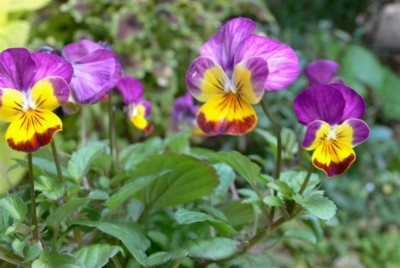 ���̍D���Ȏ�d��