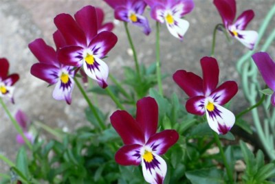 ���̍D���Ȏ�d��