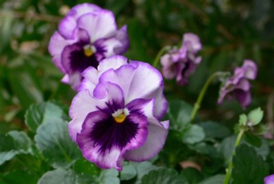 ���̍D���Ȏ�d��