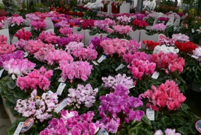 ���̍D���Ȏ�d��