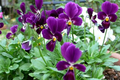 ���̍D���Ȏ�d��