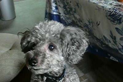 ���̍D���Ȏ�d��