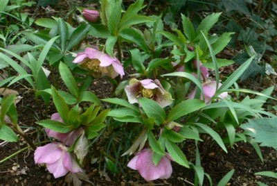 ���̍D���Ȏ�d��