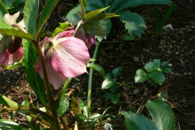 ���̍D���Ȏ�d��