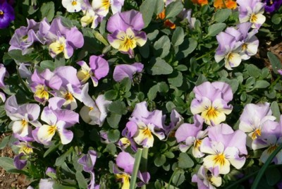 ���̍D���Ȏ�d��