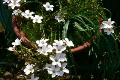 ���̍D���Ȏ�d��