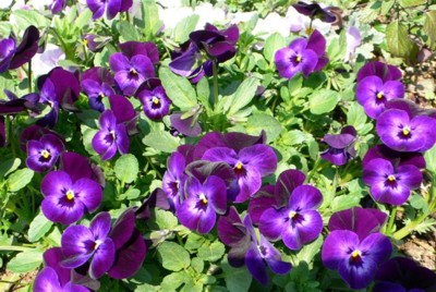 ���̍D���Ȏ�d��