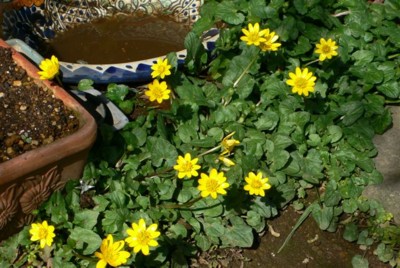 ���̍D���Ȏ�d��