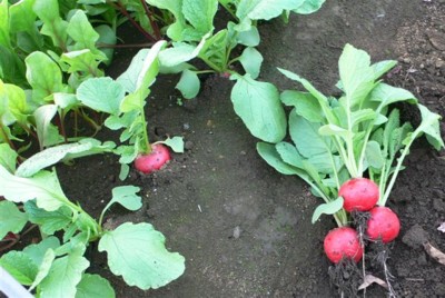 ���̍D���Ȏ�d��