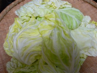 ���̍D���Ȏ�d��