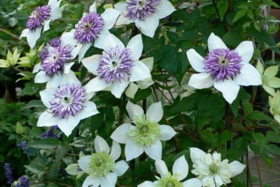 ���̍D���Ȏ�d��