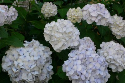 ���̍D���Ȏ�d��