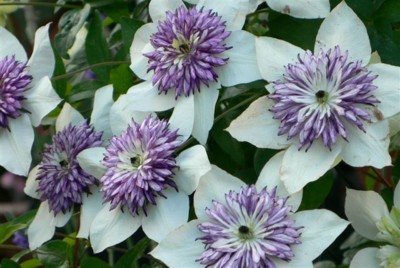 ���̍D���Ȏ�d��