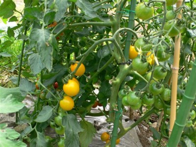 ���̍D���Ȏ�d��