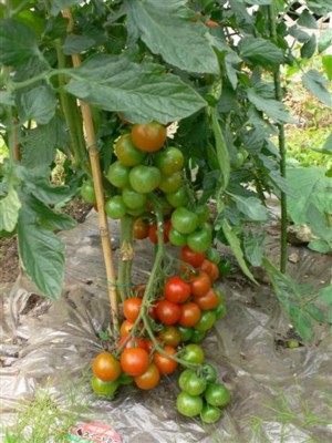 ���̍D���Ȏ�d��