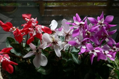 ���̍D���Ȏ�d��