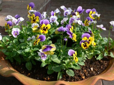 ���̍D���Ȏ�d��