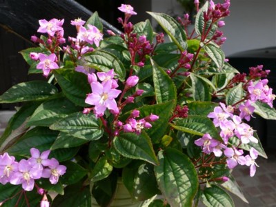 ���̍D���Ȏ�d��