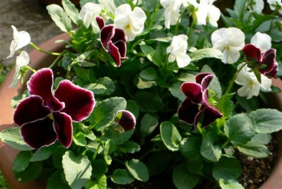 ���̍D���Ȏ�d��