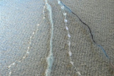 ���̍D���Ȏ�d��