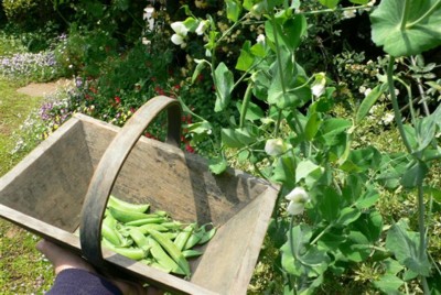 ���̍D���Ȏ�d��