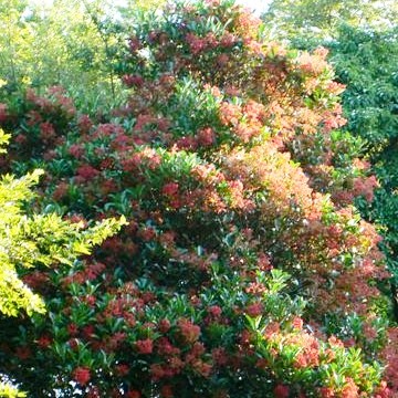 �T���S�W���E�E�E�X�C�J�Y���ȁE�E�E�E�K�}�Y�~���|