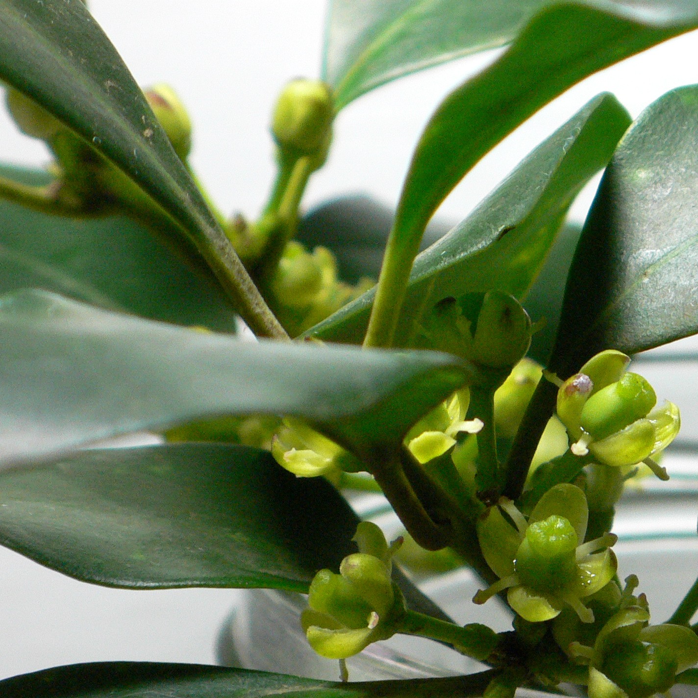 ���`�m�L�@���`�m�L�ȃ��`�m�L��