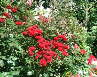 Dick����̐^�g�̃o���̃R�[�i�[