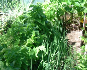 Dick����̖�ؔ�