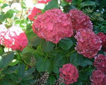 Dick����̃A�W�T�C�̏���