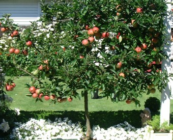 �v����������������̒�̂�񂲂̖�