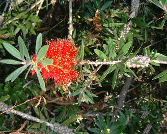 �j���[�W�[�����h���Y�̉�?