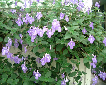 �����Ȃǂ̉���