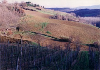 �T���E�W�~�j���[�m�x�O�̂Ԃǂ���